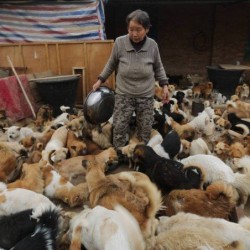 elderly-chinese-women-1300-dogs-7-677×452.jpg