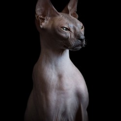 sphynx-cat-photos-by-alicia-rius-25__880.jpg