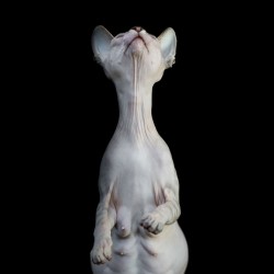 sphynx-cat-photos-by-alicia-rius-28__880.jpg