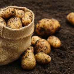 kartoflur potato