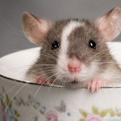 cute-pet-rats-13__880.jpg
