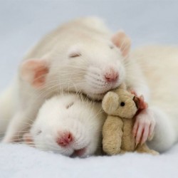 cute-pet-rats-16__880.jpg