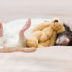 cute-pet-rats-23__880.jpg