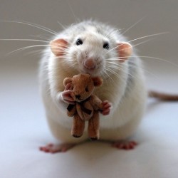 cute-pet-rats-26__880.jpg