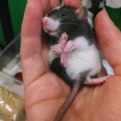 cute-pet-rats-29__880.jpg