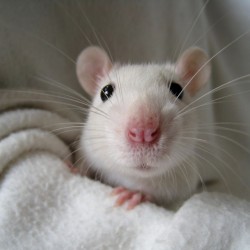 cute-pet-rats-35__880.jpg