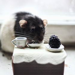 cute-pet-rats-511__880.jpg