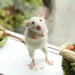 cute-pet-rats-57__880.jpg