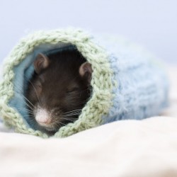 cute-pet-rats-5__880.jpg