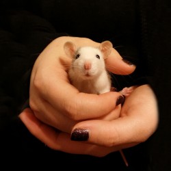 cute-pet-rats-64__880.jpg