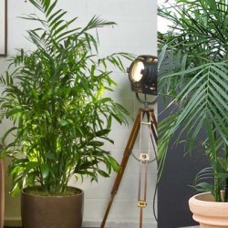 Bamboo-Palm-Office-Plants-for-Improving-Indoor-Air-Quality