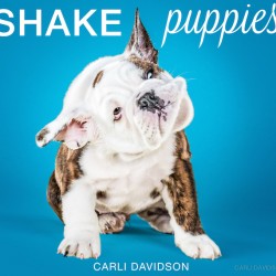 Shake-Puppies-15_English-Bulldog.jpg