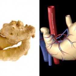 The-Appearance-Of-the-Food-You-Eat-Shows-Which-Organ-It-Cures-8