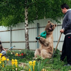 adopted-bear-russian-family-stepan-a16