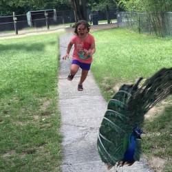 girl-running-from-peacock-photoshop-battle-23-57723bc7ea810-png__700