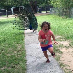 girl-running-from-peacock-photoshop-battle-original