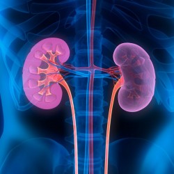6359290462765097671087193641_Kidney-picture-