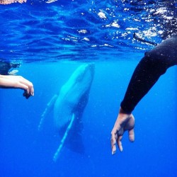 whale-photobomb-diver-will-rosner-australia-10