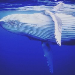 whale-photobomb-diver-will-rosner-australia-9