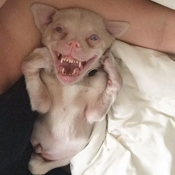 adorable-bat-dog-special-needs-taking-instagram-smile-1