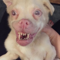 adorable-bat-dog-special-needs-taking-instagram-smile-2