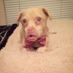 adorable-bat-dog-special-needs-taking-instagram-smile-3