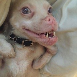 adorable-bat-dog-special-needs-taking-instagram-smile-5