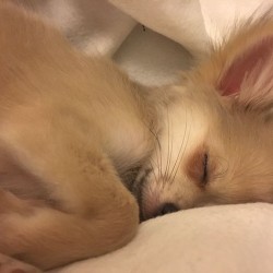 new-revelation-made-people-cry-dogs-dream-about-their-humans-while-they-sleep-1
