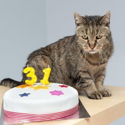 the-worlds-oldest-cat-has-just-celebrated-his-31st-birthday-4