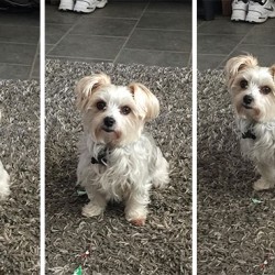 before-after-called-good-boy-29-5860d54c0ad0f__700