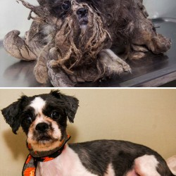rescue-dogs-before-after-adoption-14-586658dd47a88__700.jpg