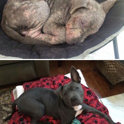 rescue-dogs-before-after-adoption-2-586658bfae247__700.jpg