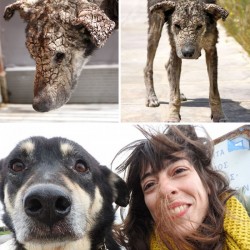 rescue-dogs-before-after-adoption-3-586658c295e11__700.jpg