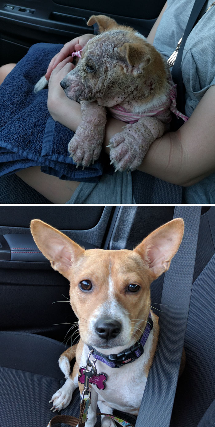 My Wife And I Saw Her Shared On Facebook Asking For Someone To Save Her From The Pound. She Was 3-Months-Old Had Demodectic Mange Over Most Of Her Body, A Terrible Skin Infection And Pneumonia. This Is How She Looks About 2 1/2 Months After