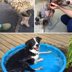 rescue-dogs-before-after-adoption-60-586a7a66be692__700.jpg