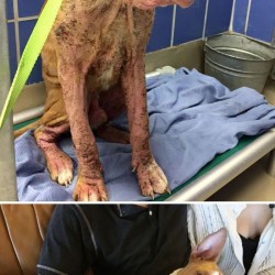 rescue-dogs-before-after-adoption-68-586b6f4a52219__700