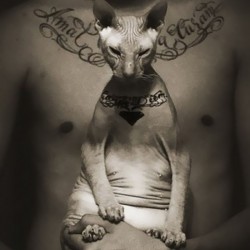 cat-tattoo-gangster-sphynx-aleksandr-russia-16
