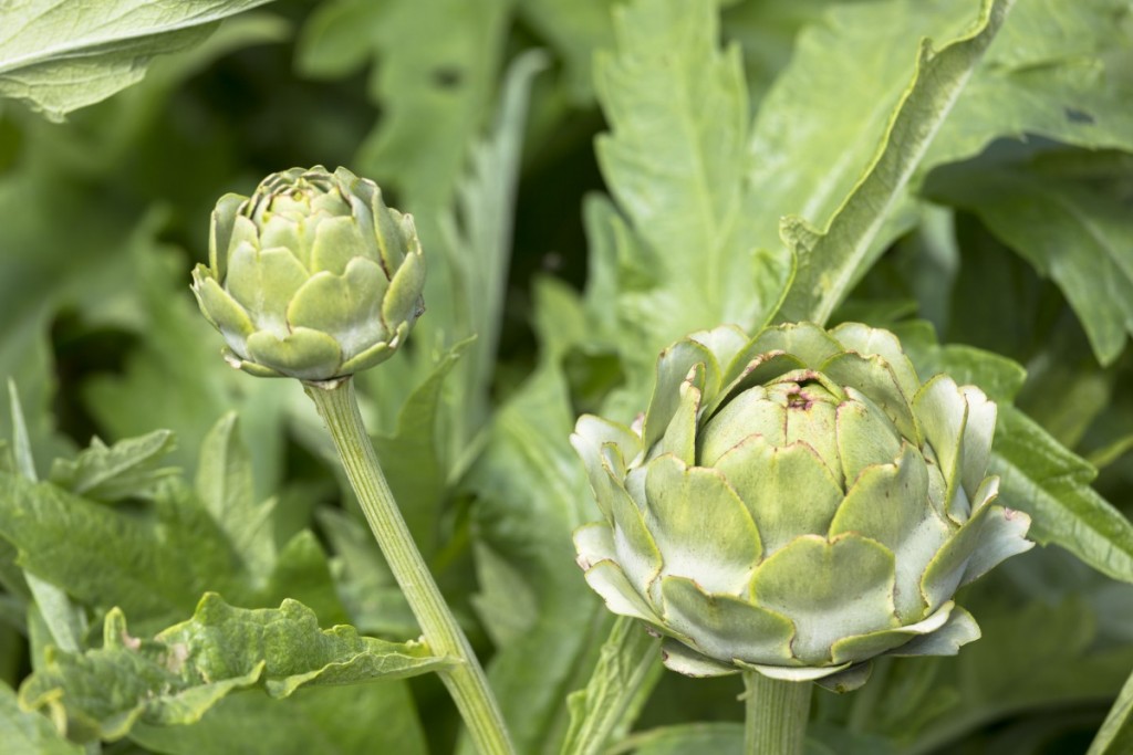 GettyImages-451198540