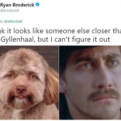 iga35-dog-with-human-face-2