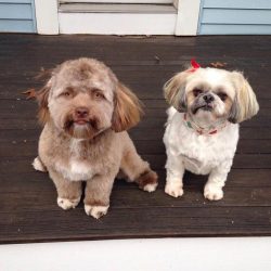 tes0z-dog-with-human-face