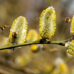 bees-2142571_640