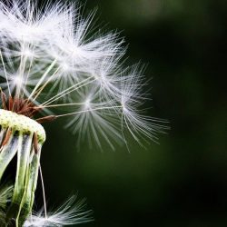 dandelion-1452219_640