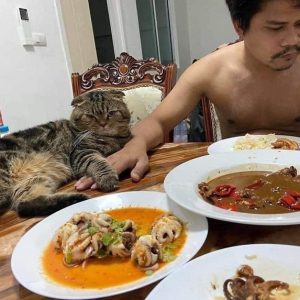 cat-stole-husband-nasrin-hami-1-5f55d6bb8ee50__700