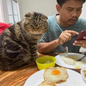 cat-stole-husband-nasrin-hami-3-5f55d6bf8c3f4__700