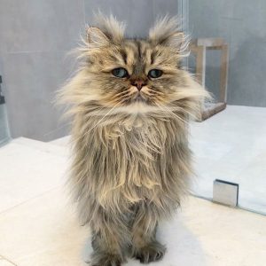 Meet-Barnaby-the-cross-eyed-Persian-cat-who-is-cute-but-always-seems-to-be-sad-60093a18d0f49__880