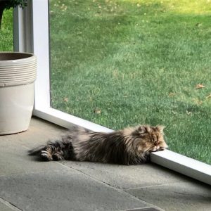 Meet-Barnaby-the-cross-eyed-Persian-cat-who-is-cute-but-always-seems-to-be-sad-60093a298bec3__880