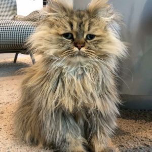 Meet-Barnaby-the-cross-eyed-Persian-cat-who-is-cute-but-always-seems-to-be-sad-60093a52d8661__880