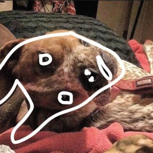 s01hu-dog-turned-upside-down-and-sideways-edited